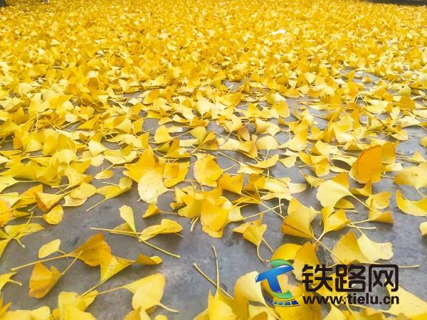 �M�ؽ��S(<a href=http://m.58chanyi.com/zhongtiewuhandianqihuaju/ target=_blank class=infotextkey>���F��h늚⻯��</a>���F���޹�˾�V�ݷֹ�˾�����z).jpg